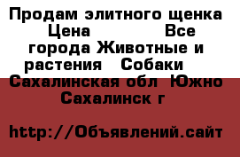 Продам элитного щенка › Цена ­ 30 000 - Все города Животные и растения » Собаки   . Сахалинская обл.,Южно-Сахалинск г.